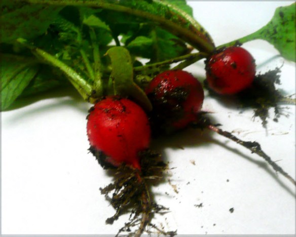 radishes